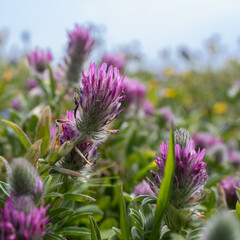 Flora of Israel. Square frame. Trifolium purpureum is in early spring in a meadow at sunset.