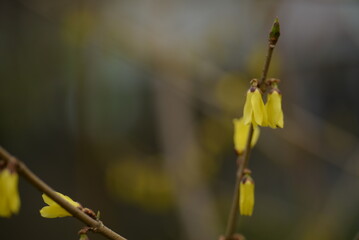 spring flowers close-up, bright yellow branches of European forsythia against the background of a cloudy sky, spring flowering pieces, bright yellow background, bright yellow floral background, 