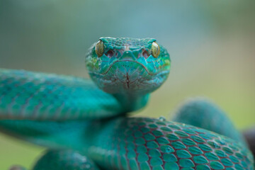 Trimeresurus insularis or Indonesian pit viper, Lesser Sunda Islands pit viper, Sunda white-lipped pit viper is a venomous pit viper species found in eastern Java and the Lesser Sunda Islands, Indones