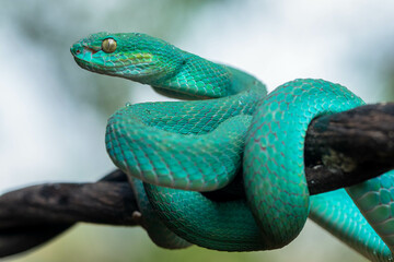 Trimeresurus insularis or Indonesian pit viper, Lesser Sunda Islands pit viper, Sunda white-lipped pit viper is a venomous pit viper species found in eastern Java and the Lesser Sunda Islands, Indones