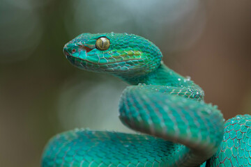 Trimeresurus insularis or Indonesian pit viper, Lesser Sunda Islands pit viper, Sunda white-lipped pit viper is a venomous pit viper species found in eastern Java and the Lesser Sunda Islands, Indones