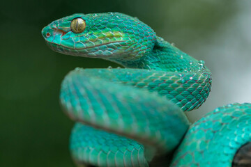 Trimeresurus insularis or Indonesian pit viper, Lesser Sunda Islands pit viper, Sunda white-lipped pit viper is a venomous pit viper species found in eastern Java and the Lesser Sunda Islands, Indones