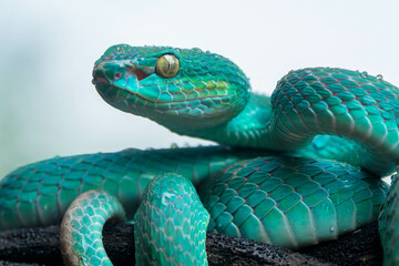 Trimeresurus insularis or Indonesian pit viper, Lesser Sunda Islands pit viper, Sunda white-lipped pit viper is a venomous pit viper species found in eastern Java and the Lesser Sunda Islands, Indones