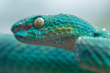 Fototapeta premium Trimeresurus insularis or Indonesian pit viper, Lesser Sunda Islands pit viper, Sunda white-lipped pit viper is a venomous pit viper species found in eastern Java and the Lesser Sunda Islands, Indones