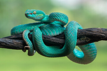 Trimeresurus insularis or Indonesian pit viper, Lesser Sunda Islands pit viper, Sunda white-lipped pit viper is a venomous pit viper species found in eastern Java and the Lesser Sunda Islands, Indones