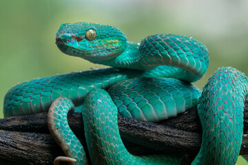 Trimeresurus insularis or Indonesian pit viper, Lesser Sunda Islands pit viper, Sunda white-lipped pit viper is a venomous pit viper species found in eastern Java and the Lesser Sunda Islands, Indones