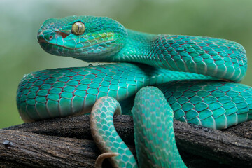 Trimeresurus insularis or Indonesian pit viper, Lesser Sunda Islands pit viper, Sunda white-lipped pit viper is a venomous pit viper species found in eastern Java and the Lesser Sunda Islands, Indones