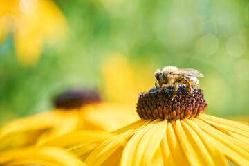 Bee on Black-Eyed Susan. Defocused yellow nature background.
