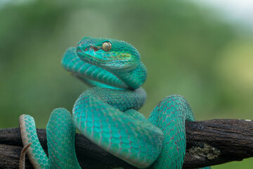 Trimeresurus insularis or Indonesian pit viper, Lesser Sunda Islands pit viper, Sunda white-lipped pit viper is a venomous pit viper species found in eastern Java and the Lesser Sunda Islands, Indones