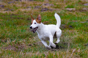 jack russell terrier running on the grass