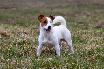A small white dog with an open mouth and tongue out, jack russell terrier