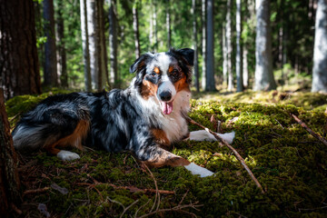Portrait of young Australian shepherd dog in the forest