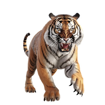 Angry Tiger in action transparent background PNG