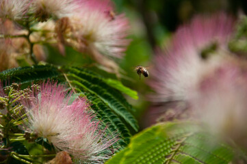 Ape su fiori di acacio