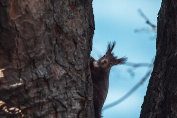 Eichhörnchen klettert einen Baum hinauf 