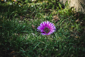 Einsames Blümchen im Gras