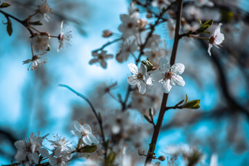 Wunderschöne weiße Blüten läuten das Frühlingserwachen ein