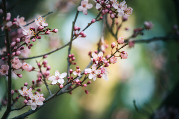 Rosa Blüten mit grün-blauem Hintergrund und schönem Bokeh