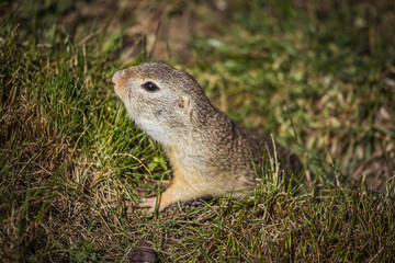 Ziesel im Gras