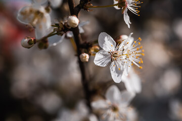 Wunderschöne weiße Blüten läuten das Frühlingserwachen ein
