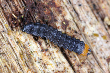 Lygistopterus sanguineus larva (Predatory) on wood. Net-winged beetles in the family Lycidae. 
