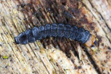Lygistopterus sanguineus larva (Predatory) on wood. Net-winged beetles in the family Lycidae. 
