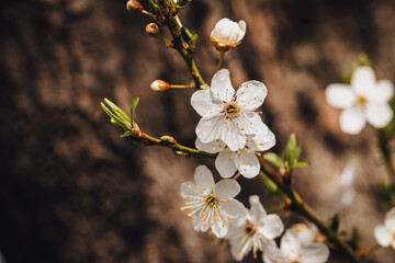 Wunderschöne weiße Blüten läuten das Frühlingserwachen ein