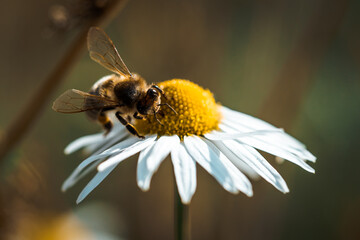 Biene am Arbeiten und Pflanzen bestäuben
