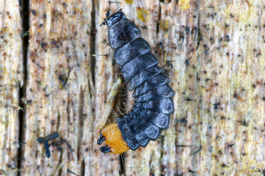 Lygistopterus sanguineus larva (Predatory) on wood. Net-winged beetles in the family Lycidae. 