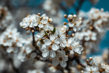 Wunderschöne weiße Blüten läuten das Frühlingserwachen ein