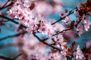 Wunderschöne rosa Blüten in Nahaufnahme