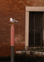 Seagull resting on a wooden pole in Venice, Italy 