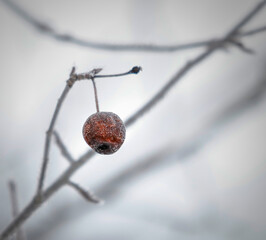 Early spring plant bud/berry on a branch