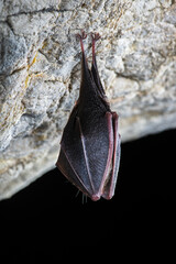 Close up sleeping lesser horseshoe bat (Rhinolophus hipposideros) hanging upside down on top of cave. Bat hibernating in a cave. 