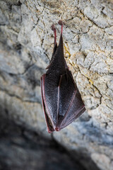 Close up sleeping lesser horseshoe bat (Rhinolophus hipposideros) hanging upside down on top of cave. Bat hibernating in a cave.  - 585209740