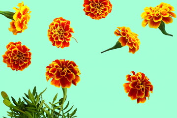 beautiful yellow gold marigold spring flower flying in air for nature,religious concept background