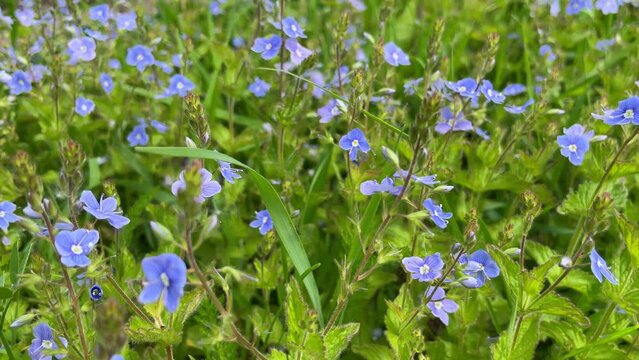 Veronica chamaedrys - blue blossoms in spring. Flowering plant in the plantain family plantaginaceae. Common field-speedwell also known as birdeye speedwell. Blue flowers in spring garden.