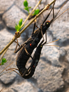 Pair of black beauty stick insects, also known as  Peruphasma schultei are hanging on a branch