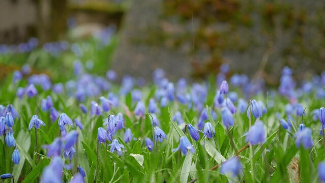 Close-up of bloom of scilla siberica squill during springtime, in old