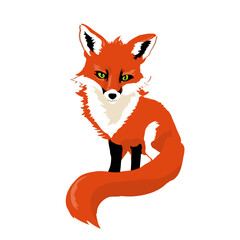 Obraz premium red fox- vector illustration