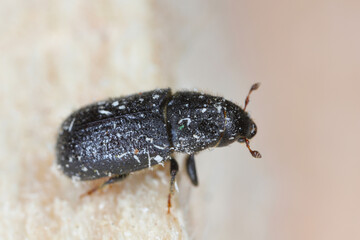 Tomicus piniperda (common pine shoot beetle). The bark beetle which is a pest of pine trees in forests.