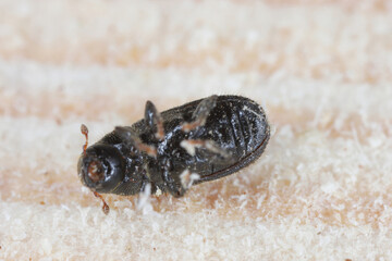 Tomicus piniperda (common pine shoot beetle). The bark beetle which is a pest of pine trees in forests.