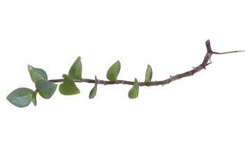 Close-up of the Tradescantia cutting cut for the propagation purpose