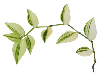 Fototapeta premium Close-up of the Tradescantia cutting cut for the propagation purpose