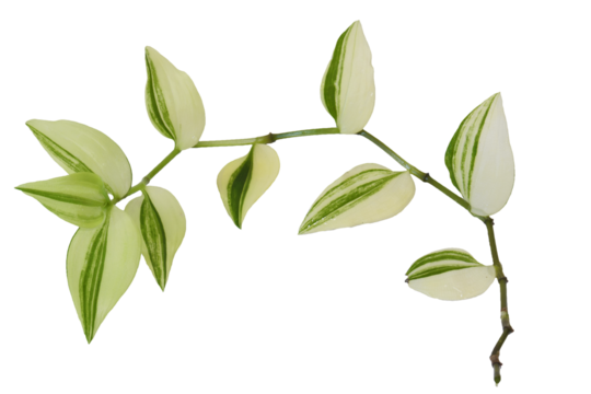 Close-up of the Tradescantia cutting cut for the propagation purpose