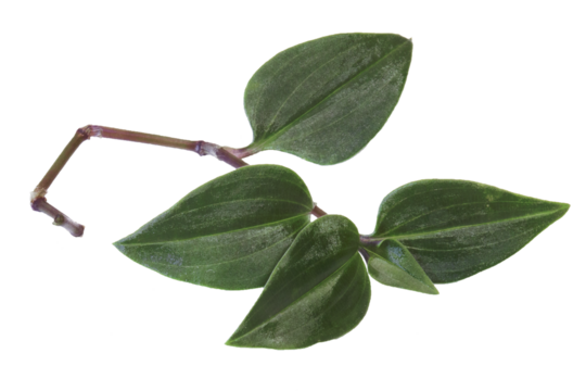 Close-up of the Tradescantia cutting cut for the propagation purpose