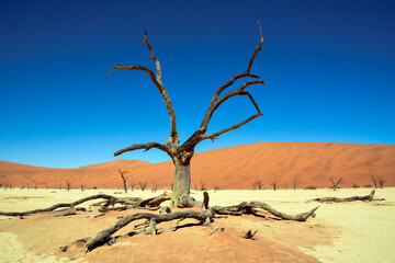 The trunk of a dry tree without leaves, near it scattered branches on the sand of the desert against the background of the blue sky.