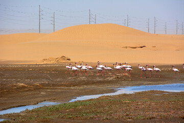 A flock of flamingos walk across the marshy ground near a small stream. In the background, a desert dune and high-voltage poles