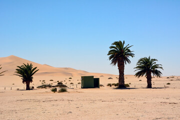 There is a toilet near three palm trees in the middle of the desert against the background of sand...