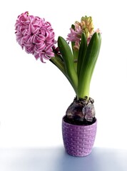 multicolor flowers of hyacinth spring plant isolated